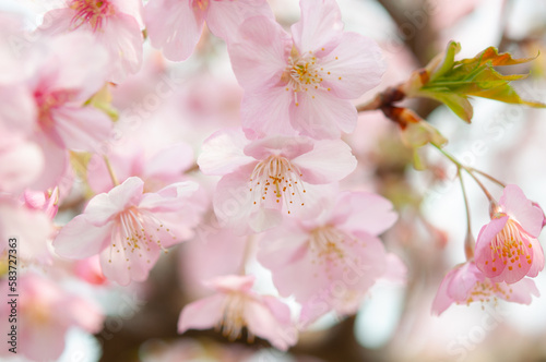 満開の桜の花 白背景 河津桜 日本の春