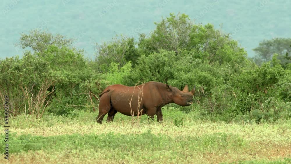 Critically Endangered Black Rhinoceros Eating Leaves Of Bush In Tsavo West National Park, Kenya. - wide Critically Endangered Black Rhinoceros Eating Leaves Of Bush In Tsavo West National Park, Kenya. - wide