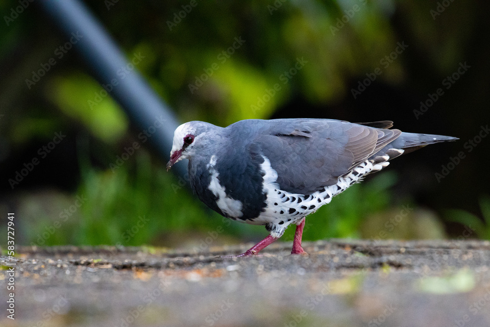 Fototapeta premium Beautiful unique rare wonga pigeon (Leucosarcia melanoleuca) feeding on ground, spotted in Lamington National Park (O'Reilly's Rainforest Retreat) in Queensland, Australia