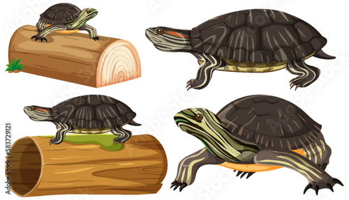 Collection of Painted Turtle Poses