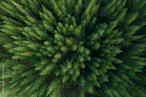 Top down aerial view of pine plantation
