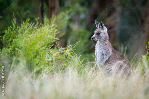 Single kangaroo in the bush 