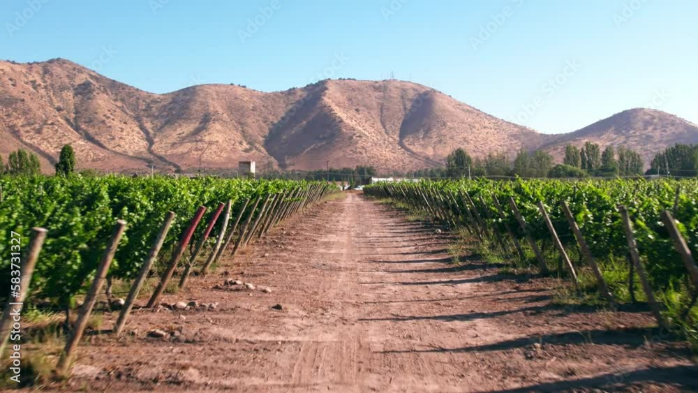 Drone flying low among vineyards along rural road in Maipo Valley. Chilean wines Concept