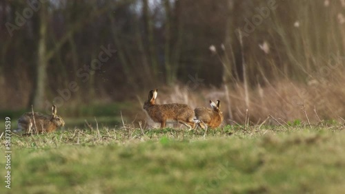 European hare doe fights off male (buck) trying to mate with her - mating season