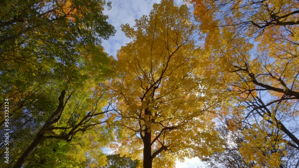 Beautiful blue sky in fall, leaves falling from tree Beautiful blue sky in fall, leaves falling from tree