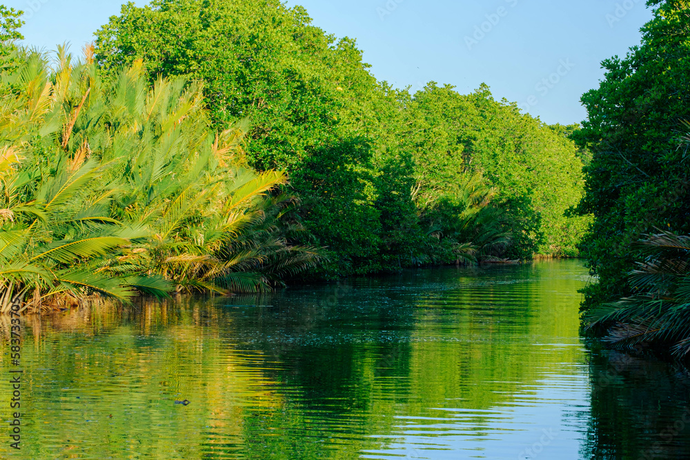 River and swamp scenery at Pulau Kerengga, Marang, Terengganu, Malaysia River and swamp scenery at Pulau Kerengga, Marang, Terengganu, Malaysia