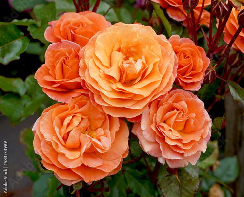Rosa 'Phoenix' (Korrosobi).  An orange floribunda rose bred by Kordes Roses.