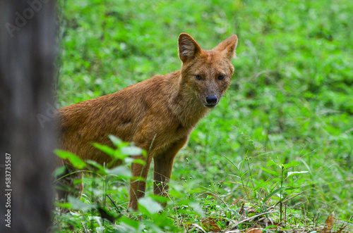 Indian Wild Dog © terin