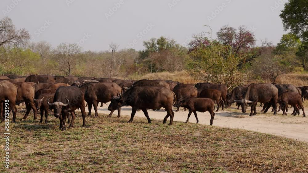 A Herd Of African Buffalo Outdoors On The Safari A Herd Of African Buffalo Outdoors On The Safari