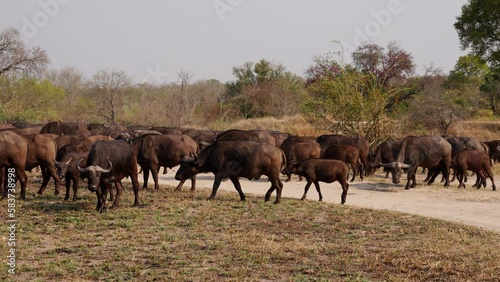 A Herd Of African Buffalo Outdoors On The Safari photo