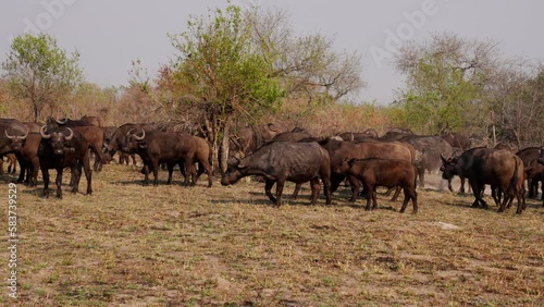 Pan Shot Of Buffalos Standing And Walking photo