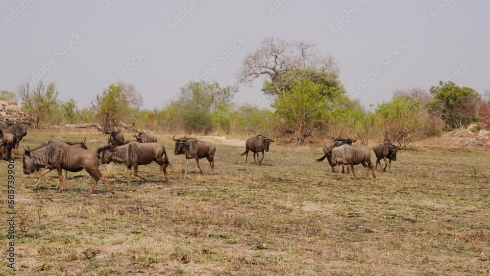 A Group Of Wildebeest Running Around And Playing A Group Of Wildebeest Running Around And Playing