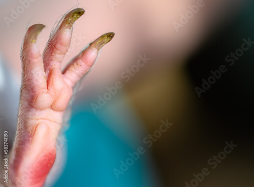 Selective focus on foot pads and nails of a guinea pig back paw.  photo