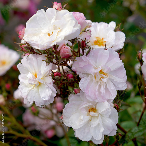 Delicate pink blooms of rosa 'Sweet Siluetta' (Korsilu07). A rambling rose bred by Kordes Roses.