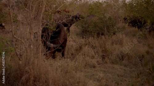 Buffalo Grazing On Tall Dry Grass  photo