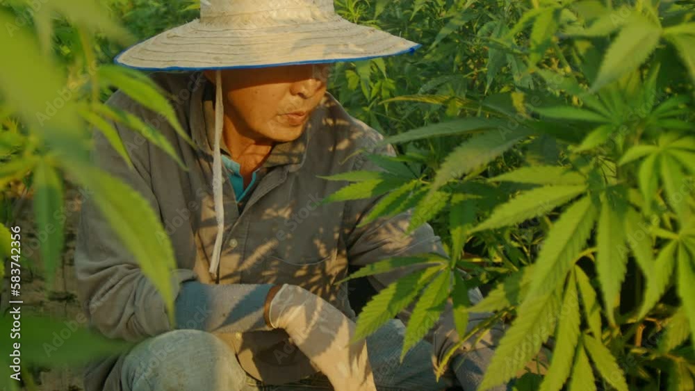 Slow motion shot of a farmer on an outdoor cannabis farm checking the soil in a plant pot. Shot in 6K format Slow motion shot of a farmer on an outdoor cannabis farm checking the soil in a plant pot. Shot in 6K format