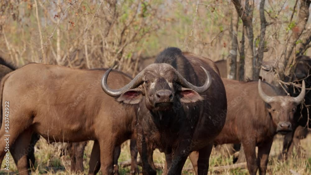 Red-billed Oxpecker Flying Onto A Buffalo Red-billed Oxpecker Flying Onto A Buffalo
