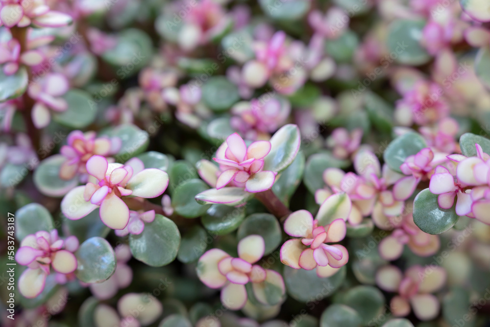 Natural background of Elephant bush, A small-leaved succulent plant, The leaves are green, and the top is pink. Variegated plants. The ornamental plants for decorating in the garden or room decor.