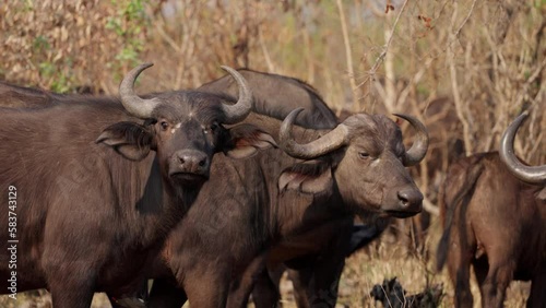 Buffalos Staring Straight At The Camera photo