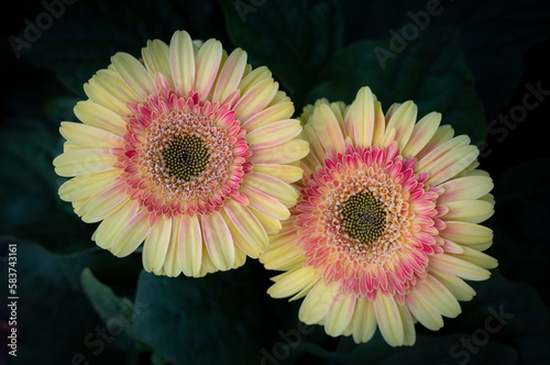 Close-up of Gerbera flowers  the twotone petals are pinkish-yellow and blooming in the garden on a dark background.