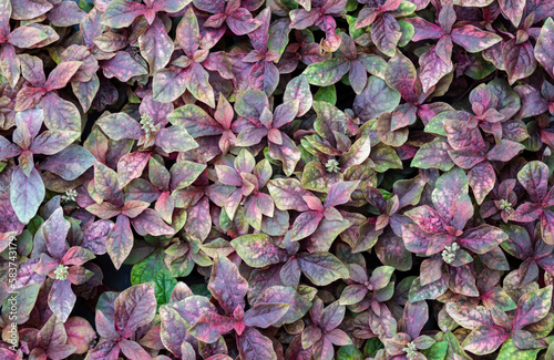 Natural background of small purple-red leaves. The ornamental plants for decorating in the garden. Pattern leaves.