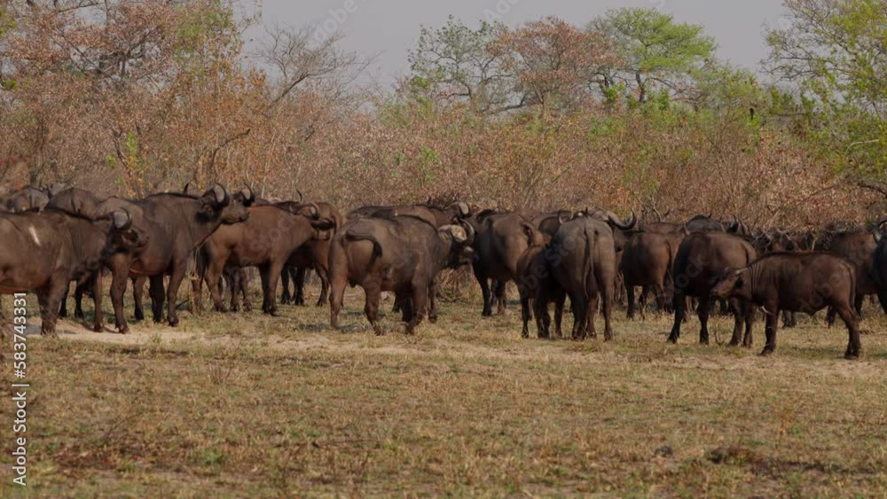 Buffalo Herd Walking On A Sunny Day Buffalo Herd Walking On A Sunny Day