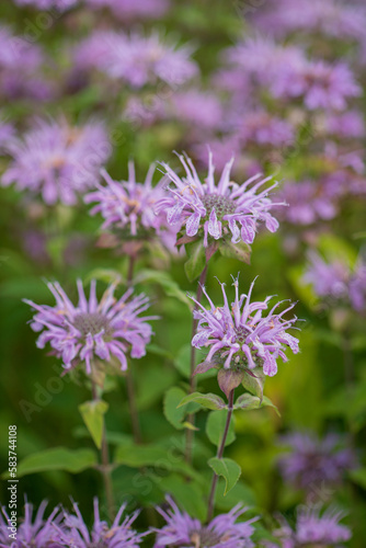 monarda in the organic garden