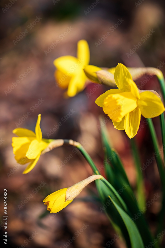 Spring flower narcissus close-up in the garden Spring flower narcissus close-up in the garden