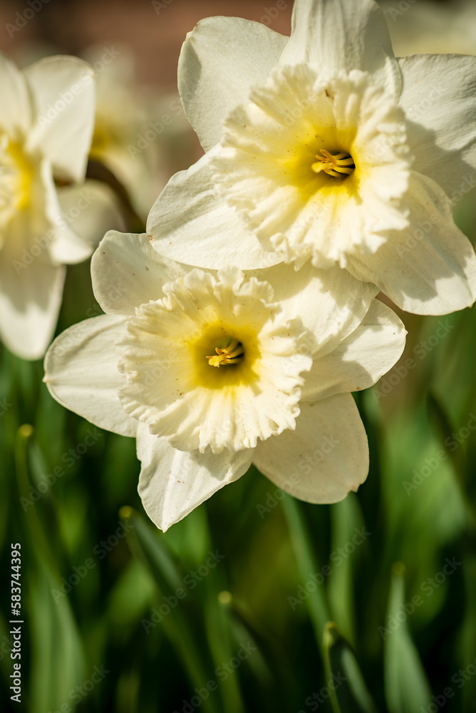 Spring flower narcissus close-up in the garden Spring flower narcissus close-up in the garden