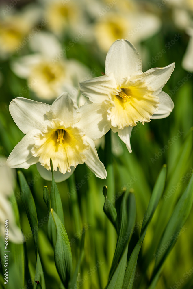 Spring flower narcissus close-up in the garden Spring flower narcissus close-up in the garden