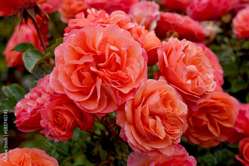 Fototapeta Naklejka Na Ścianę i Meble -  Rosa 'Coral Lions Rose' (Korzwanlio). A beautiful orange floribunda rose bred by Kordes Roses.