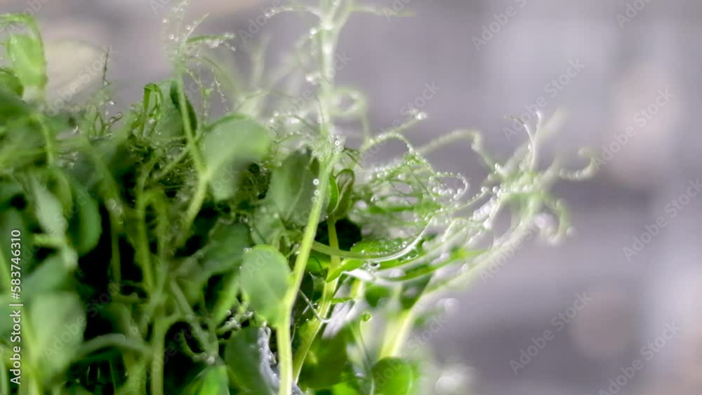 Peas Beans Germination on Black Background. Timelapse. . High quality FullHD footage Peas Beans Germination on Black Background. Timelapse. . High quality FullHD footage