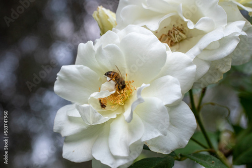 African honey bee collects nectar and pollen from a white rose