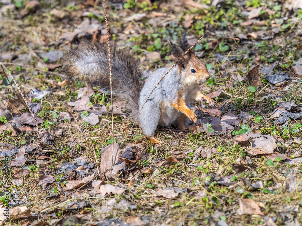 Squirrel in autumn or spring hides nuts on the green grass with fallen yellow leaves Squirrel in autumn or spring hides nuts on the green grass with fallen yellow leaves