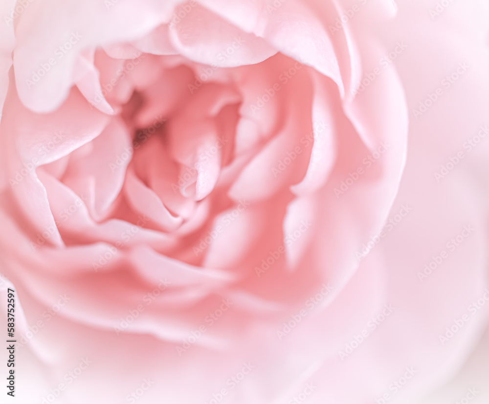 Pale pink rose flower. Soft focus. Macro flowers backdrop Pale pink rose flower. Soft focus. Macro flowers backdrop