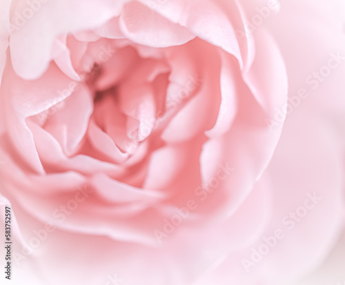 Pale pink rose flower. Soft focus. Macro flowers backdrop