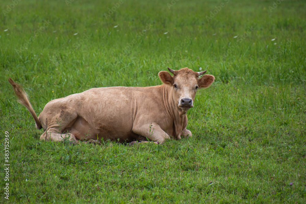 pale red cow sleeps in a meadow pale red cow sleeps in a meadow