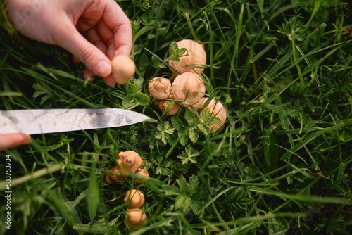 hands of a woman cutting mushrooms from the grass