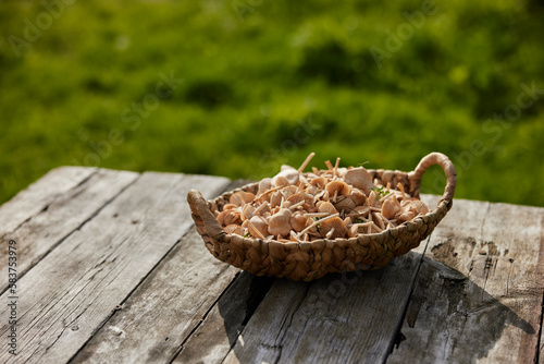 a basket of mushrooms stands on the edge of the table  outside  on a sunny day