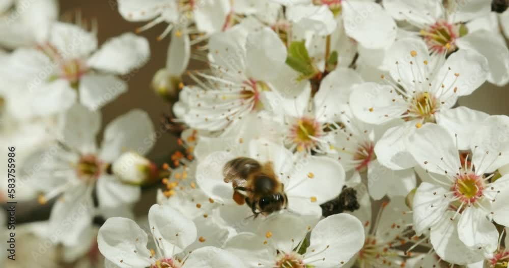 Bees on the flowers
of Prunus avium, commonly called wild cherry, sweet cherry, or gean Bees on the flowers
of Prunus avium, commonly called wild cherry, sweet cherry, or gean