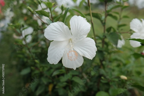 Beautiful hibiscus flowers thrive in the garden