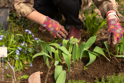 Woman in gloves plants flowers in the ground in countryside garden