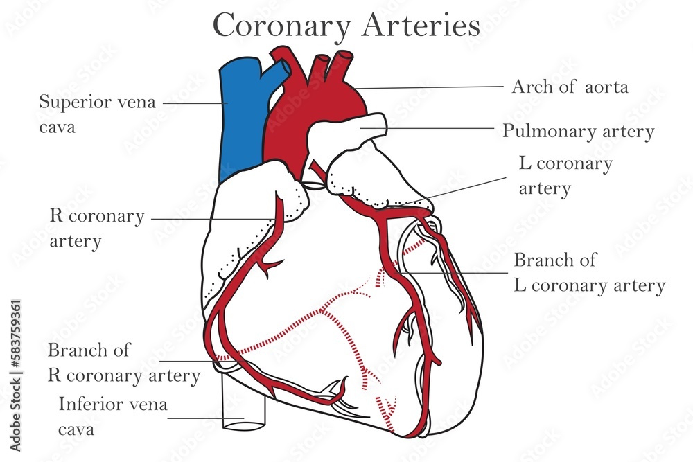 The Coronary Arteries Of The Heart Anterior View Including The Aorta The Coronary Arteries Of The Heart Anterior View Including The Aorta