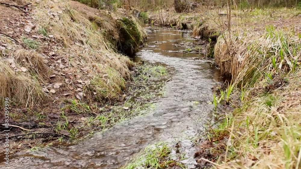 Clear small stream running through the forest in early spring