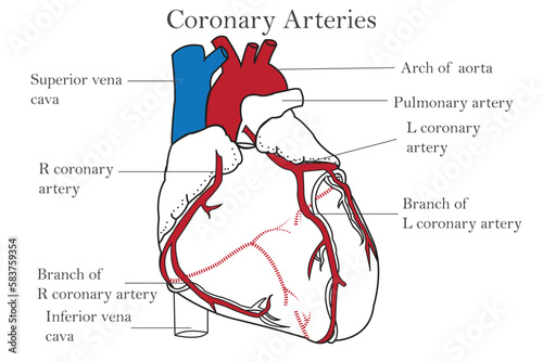 The coronary arteries of the heart, anterior view, including the aorta, left, and right coronary arteries.isolated on white background. Medical, healthcare, and science education.
