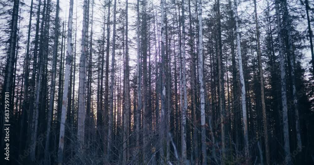 Medium Shot of Woods Forest In Mountains Medium Shot of Woods Forest In Mountains