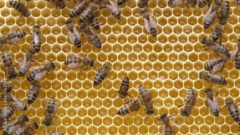 Fresh honey in a honeycomb close up. Organic beekeeping. Organic Honey Bee Farm. Rural beekeeping. Natural background Fresh honey in a honeycomb close up. Organic beekeeping. Organic Honey Bee Farm. Rural beekeeping. Natural background