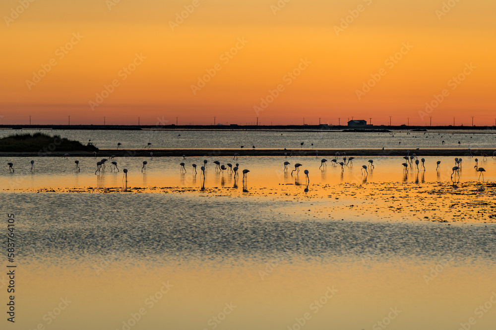 Flamingos im Sonnenuntergang in Südfrankreich