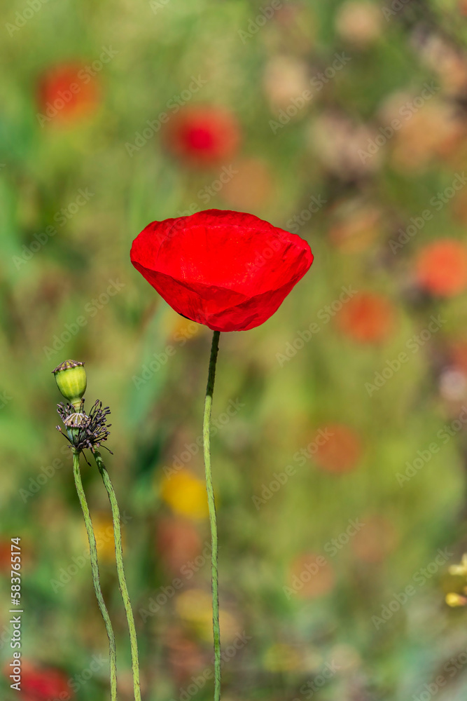 Red flowers of blooming wild poppies among green grass. Red flowers of blooming wild poppies among green grass.