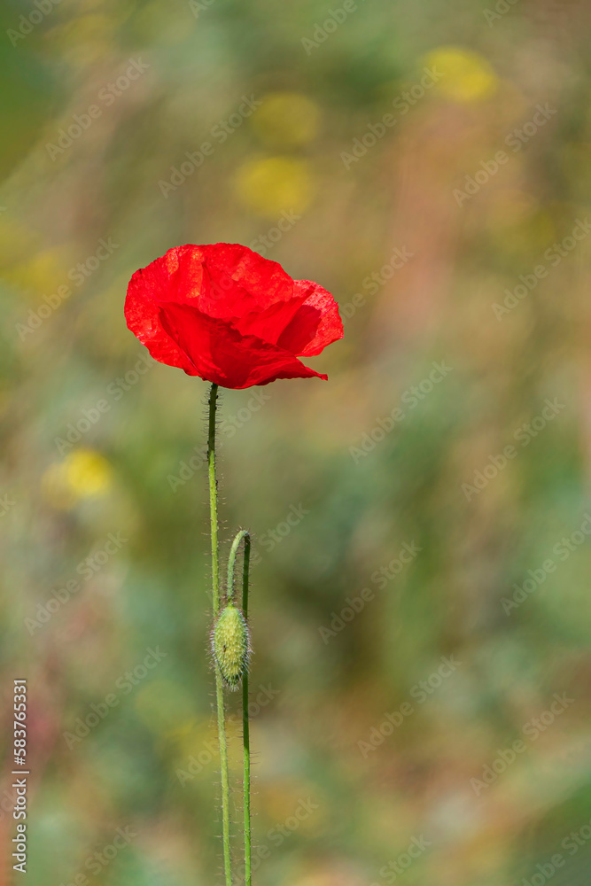 Red flowers of blooming wild poppies among green grass. Red flowers of blooming wild poppies among green grass.